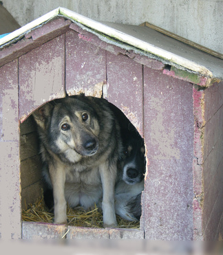 pet house